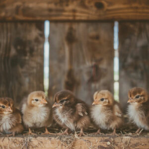 Hybrid Vigor Chicks (minimum order 3) Choose Your Own